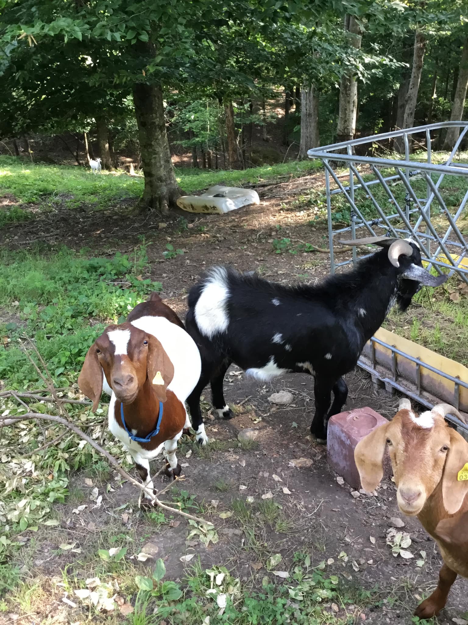 Fibbia Cintura Artigianale Goat Nannies Bucks Billies - Metallo Argento