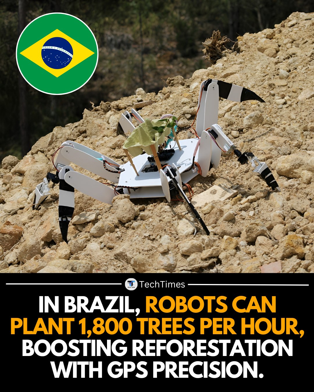 TechTimes - In the heart of Brazil’s reforestation movement, cutting ...
