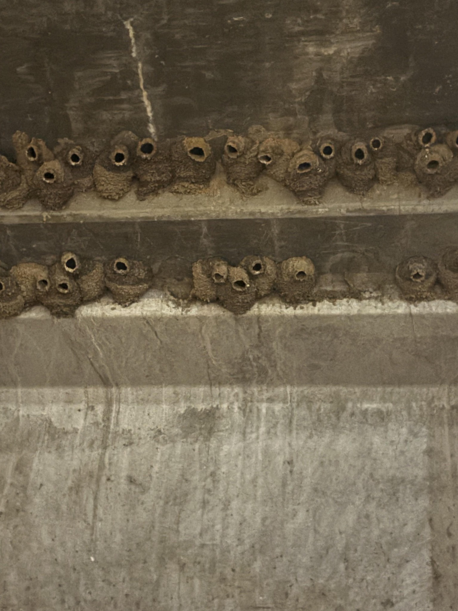 What are these? They have a nest underground by our oil tank!