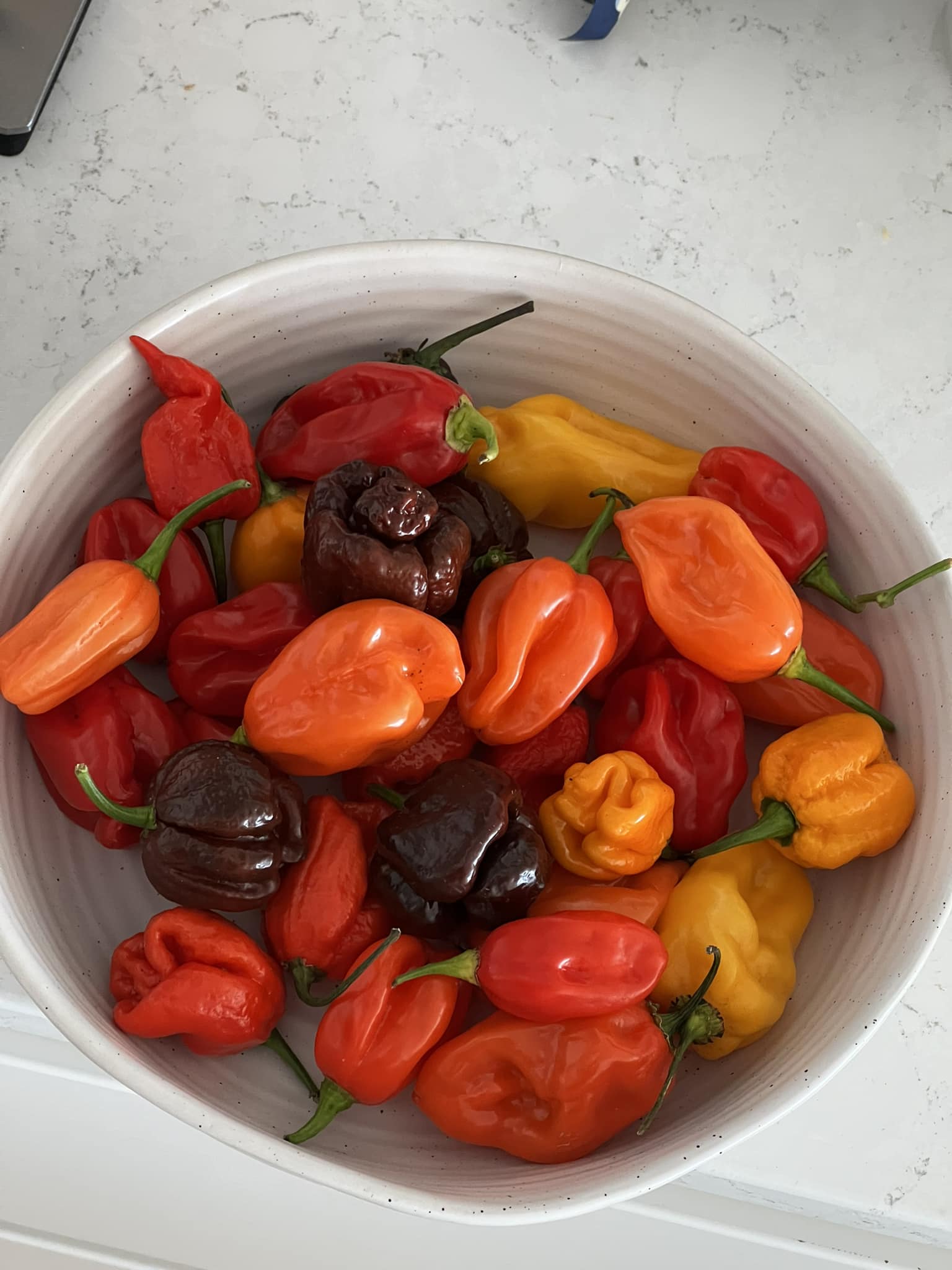 Are these chocolate bell peppers or something else?