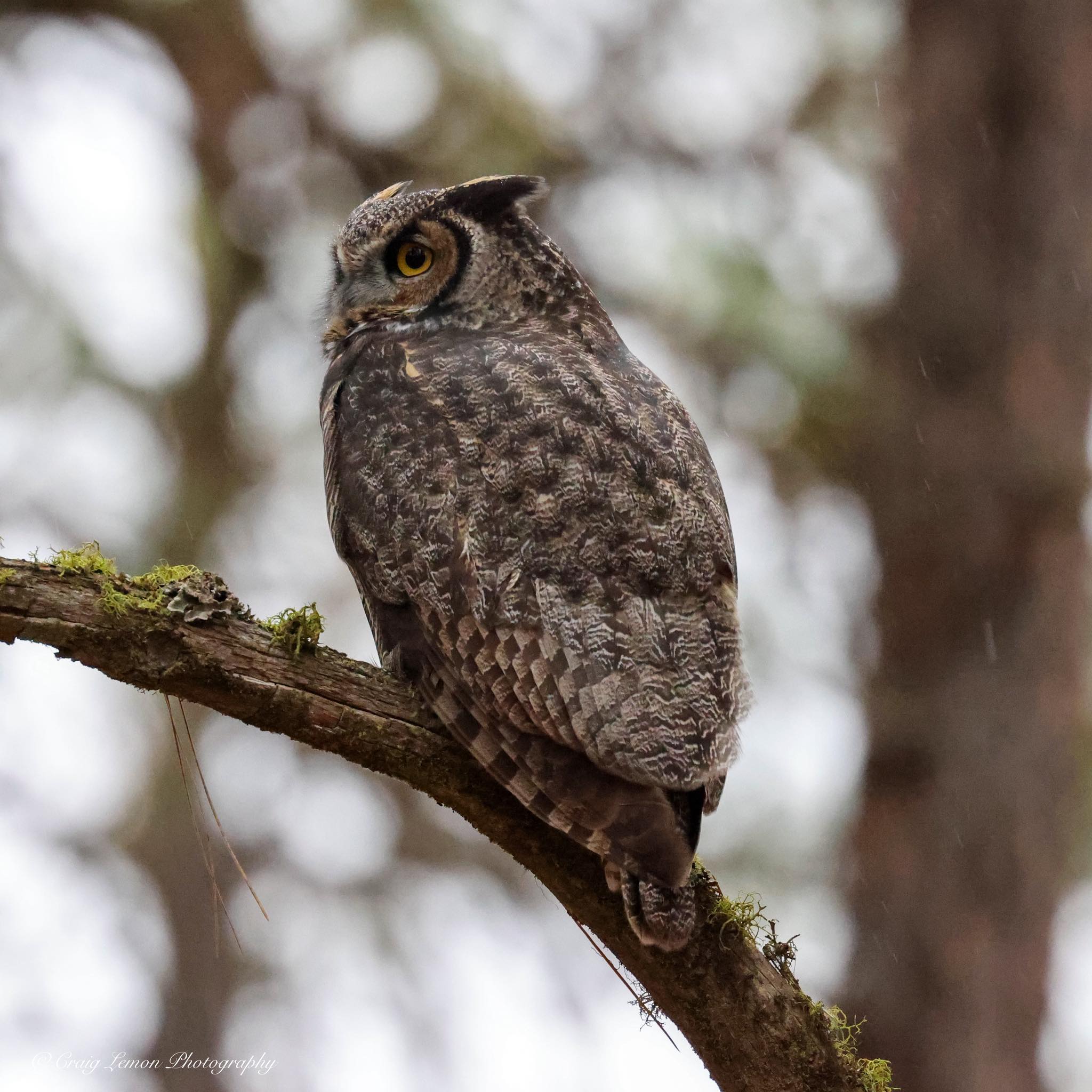 Great Horned Owl spotted in North Idaho suburbs