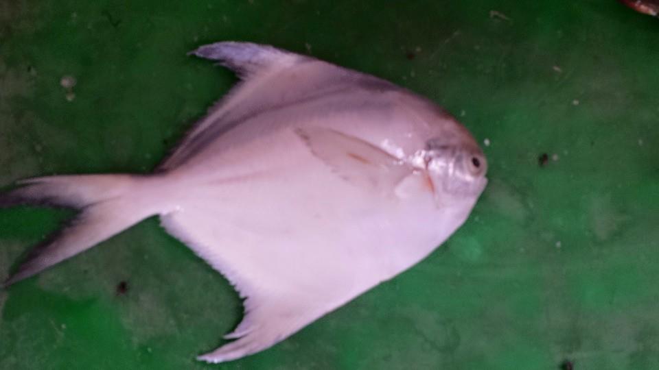 Al Hamd Sea Foods | Karachi