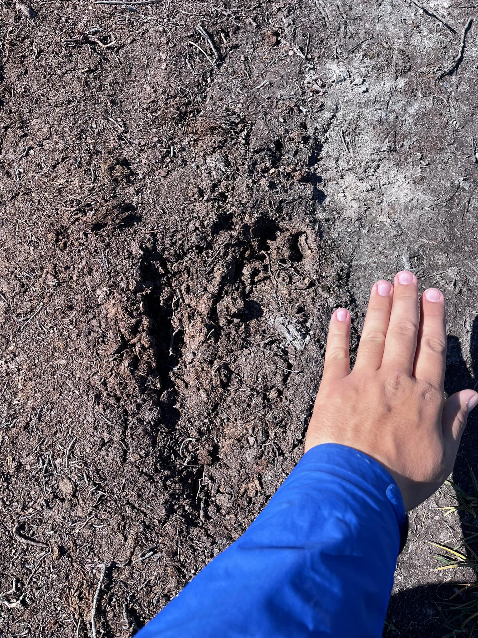 Polar bear footprint? ? Outside of Ilulissat ? 10 km north of 