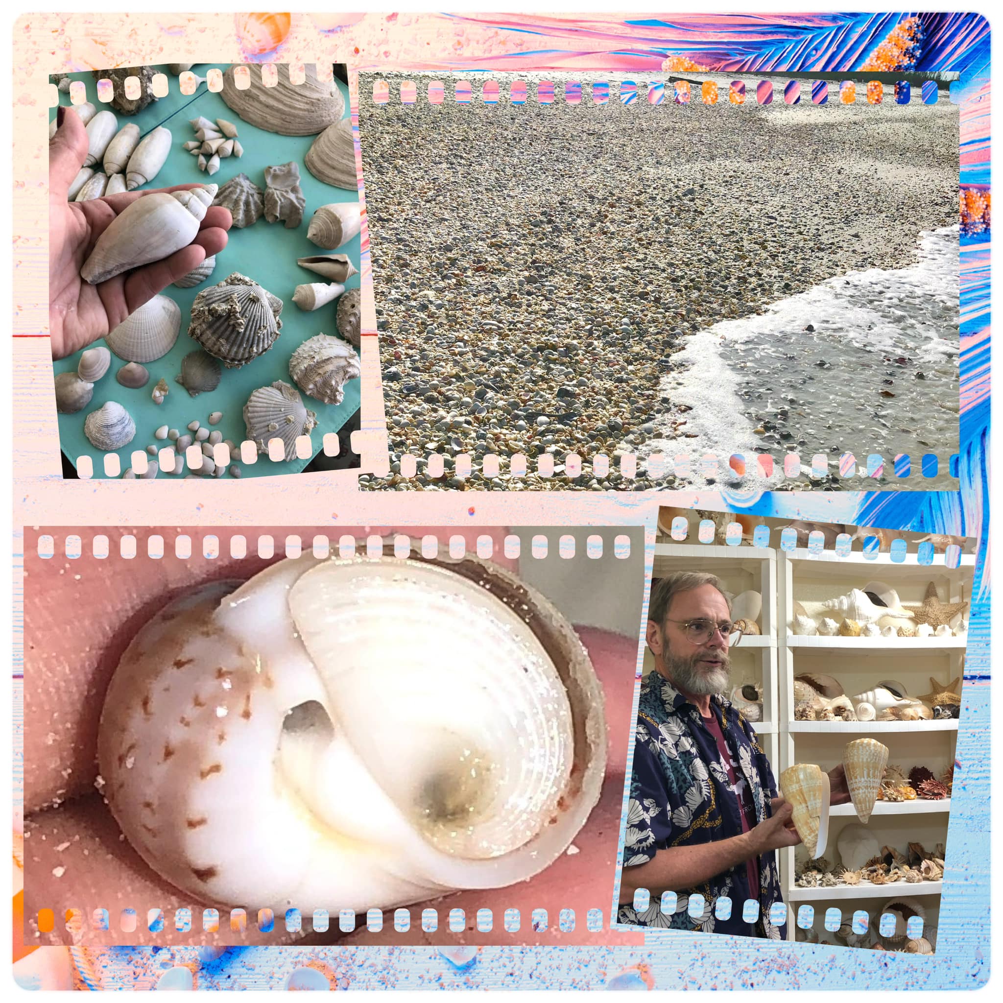 Sanibel - The Sanibel Shell Club is excited to present 6 upcoming Field ...