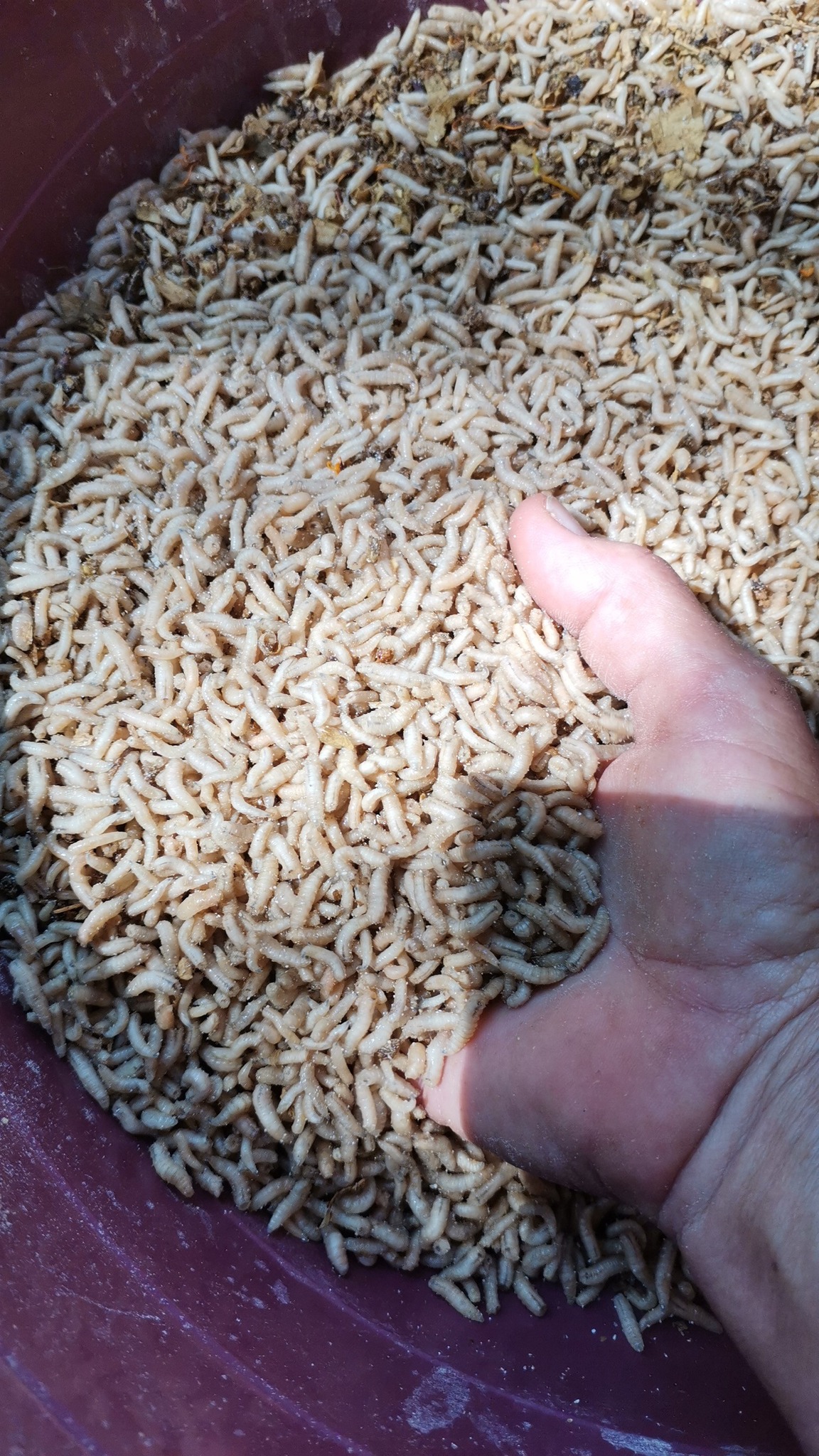 Fishing maggots pretoria