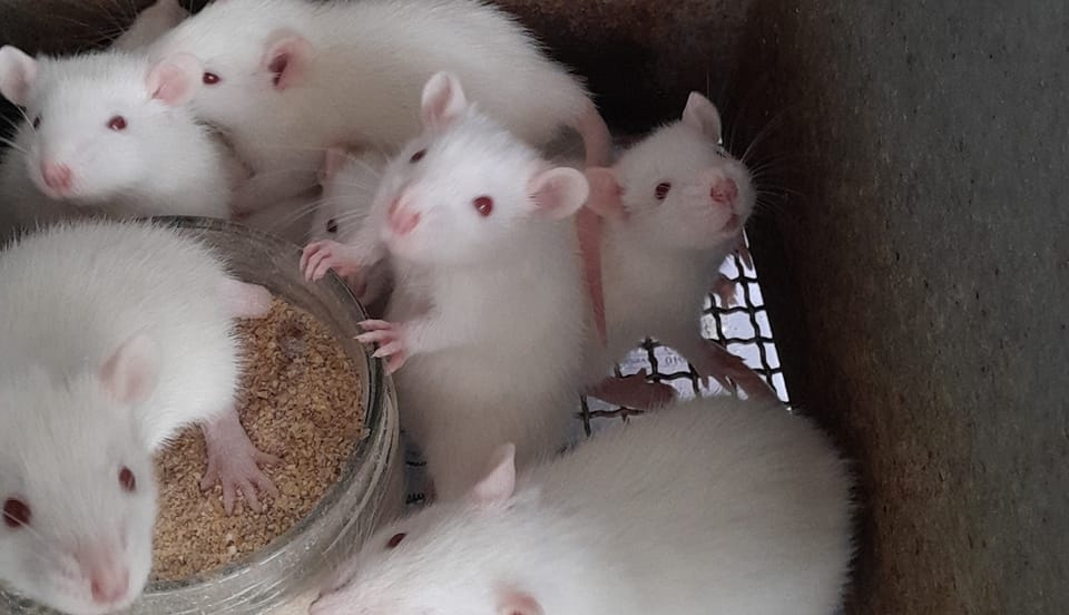 Ratas Ratones Bioterio.UNALM