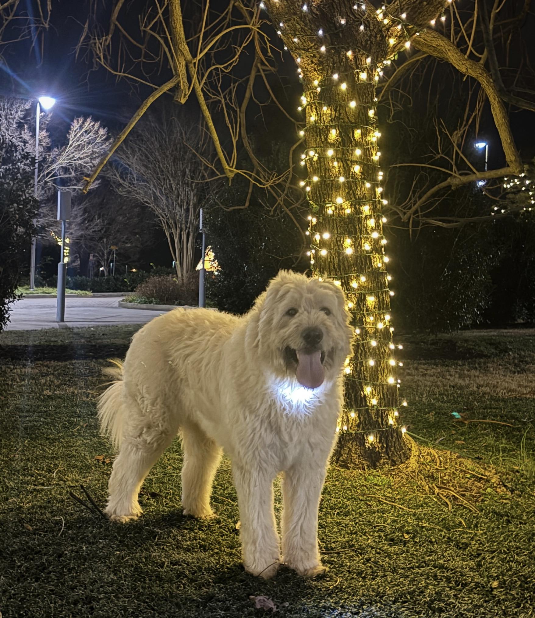 Ralphie - HELLO DAD GOT ME A LIGHT UP COLLAR SO I CAN GO RUNNING WITH ...
