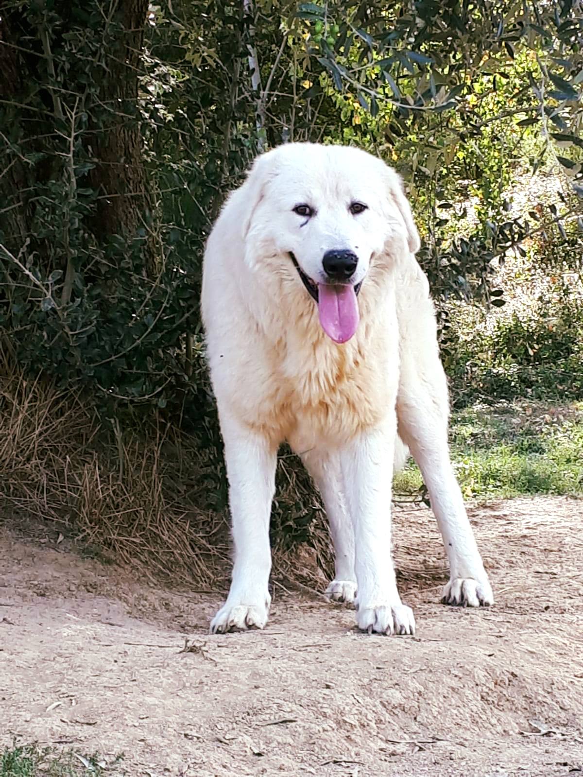 CANE DA PASTORE MAREMMANO ABRUZZESE CPMA MAREMMA SHEEPDOG | Facebook
