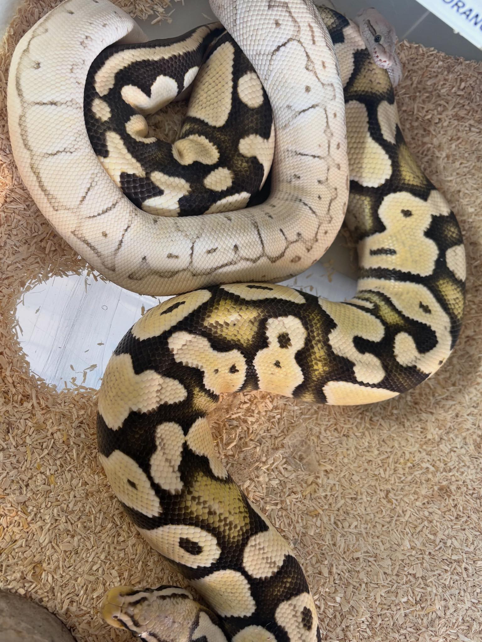 Jaguar Ball Python Breeders | Facebook