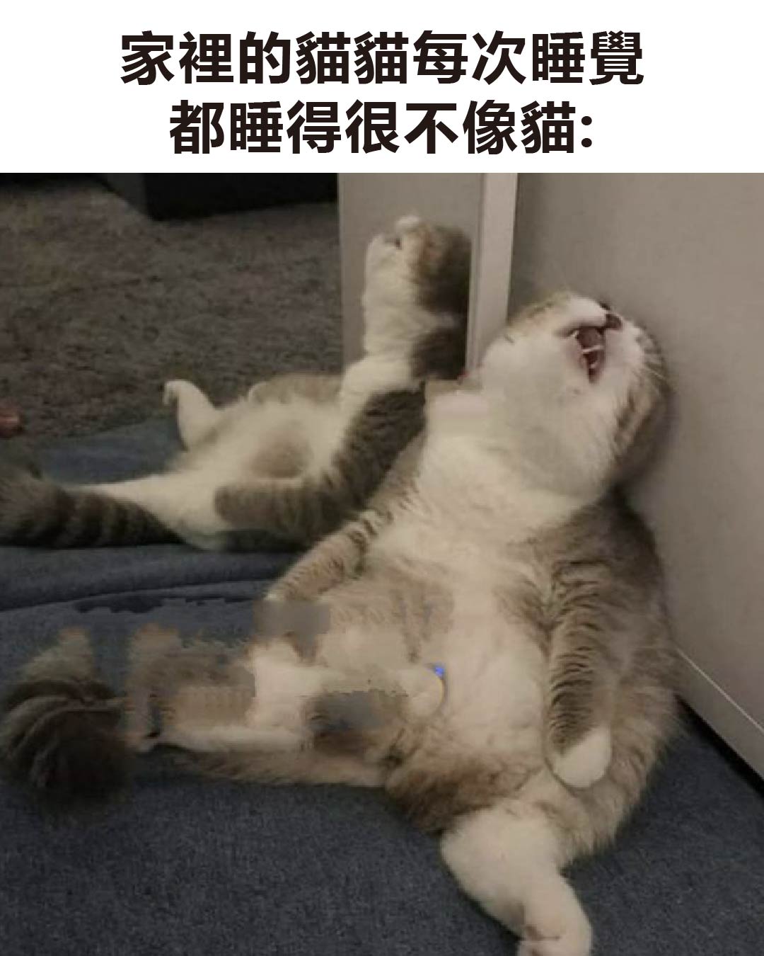 湯姆傑利崩壞日常 - 睡得比我還爽... #貓 #貓咪 #貓咪日常 #貓星人 #狗 #小狗 #犬 #狗狗 #狗狗日常 #汪星人 #汪星人日常 ...