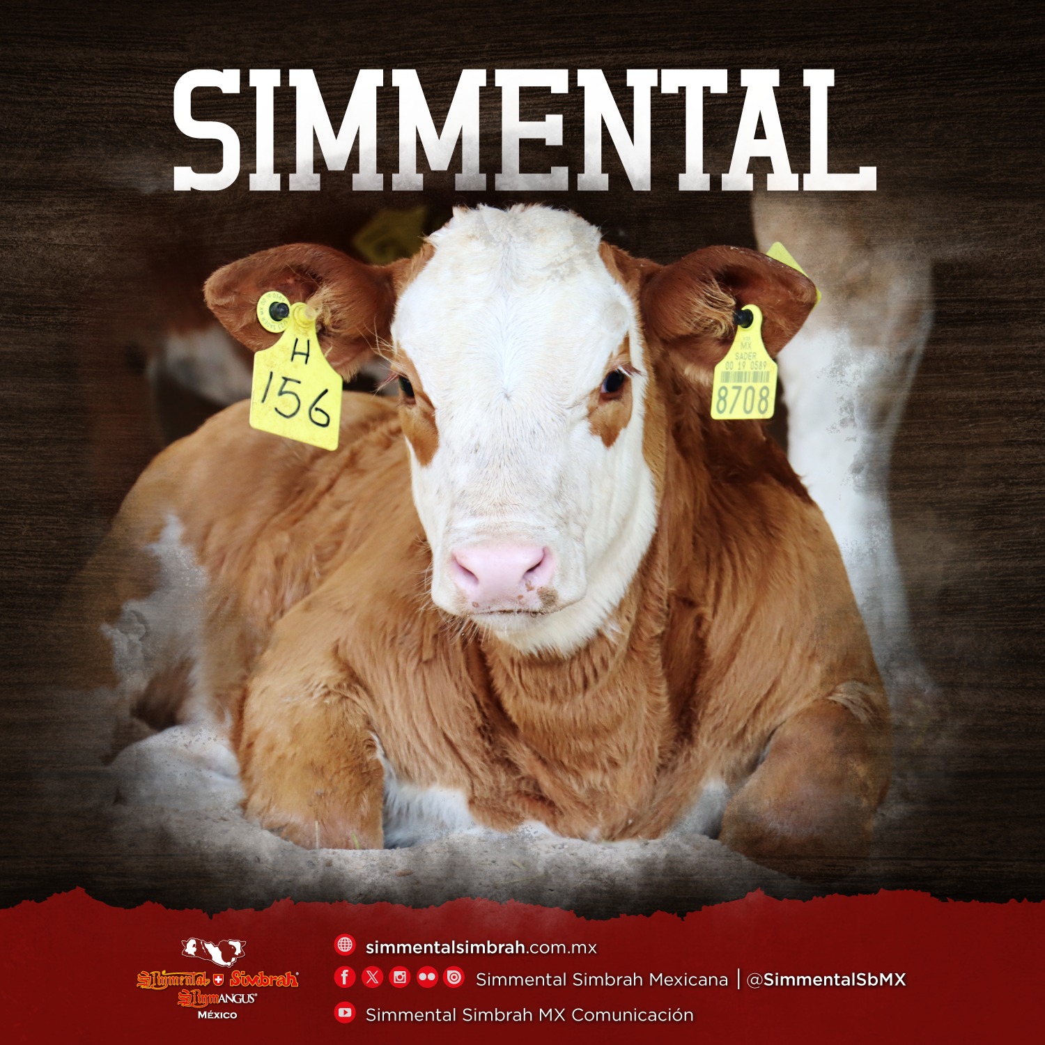 Simmental - SIMMENTAL La raza comprobada del doble propósito. Con ...