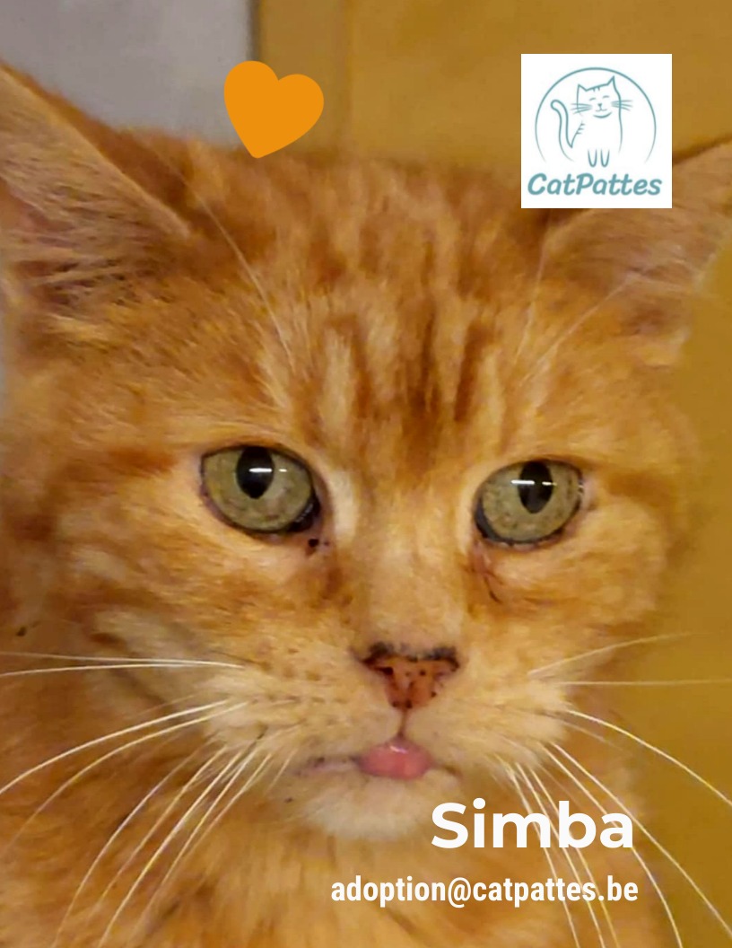 CatPattes - Simba a 11 ans et incarne la tendresse à l’état pur. Ce ...