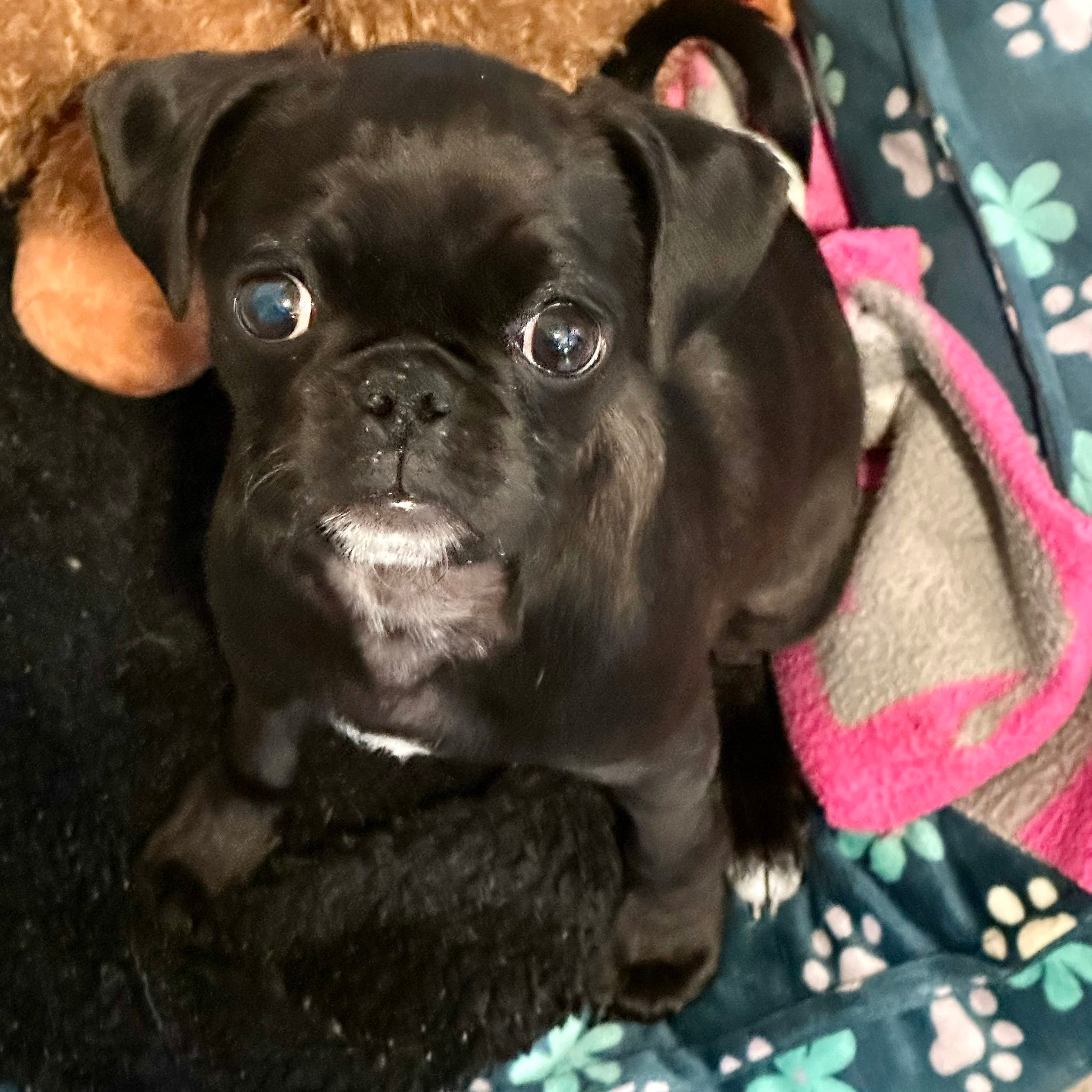 Church of Pug - 💜 Raisin Update 💜 Our sweet little Raisin... | Facebook