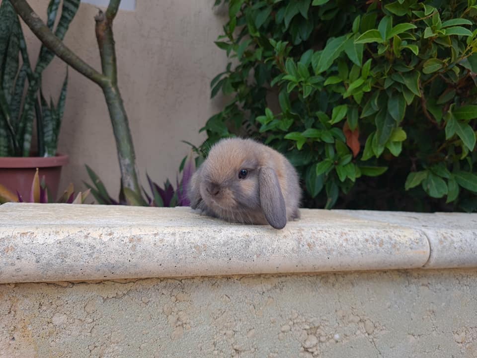 Shady Patches Rabbits | Perth WA