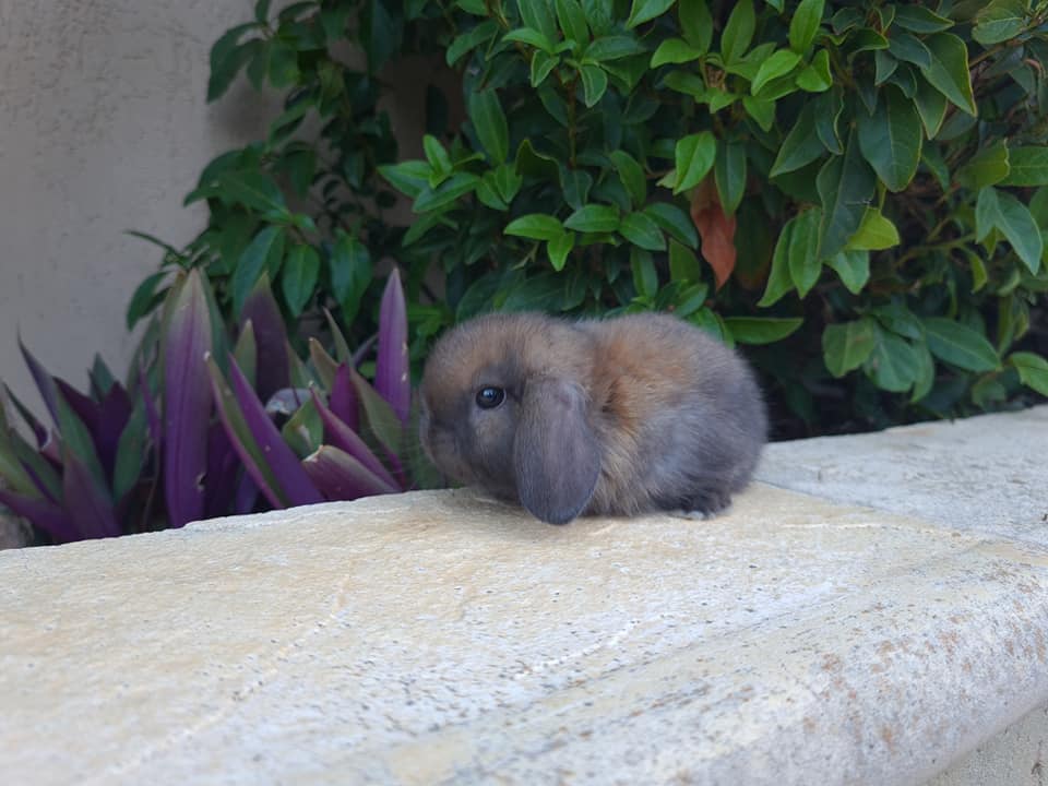 Shady Patches Rabbits | Perth WA