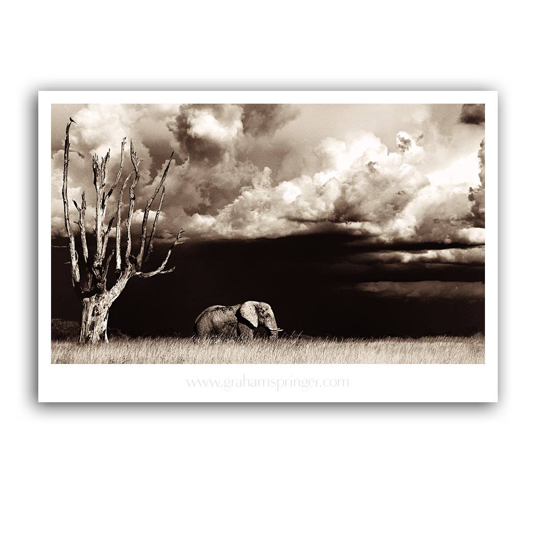 Graham Springer Fine Art has captured... - Amatuli Artefacts