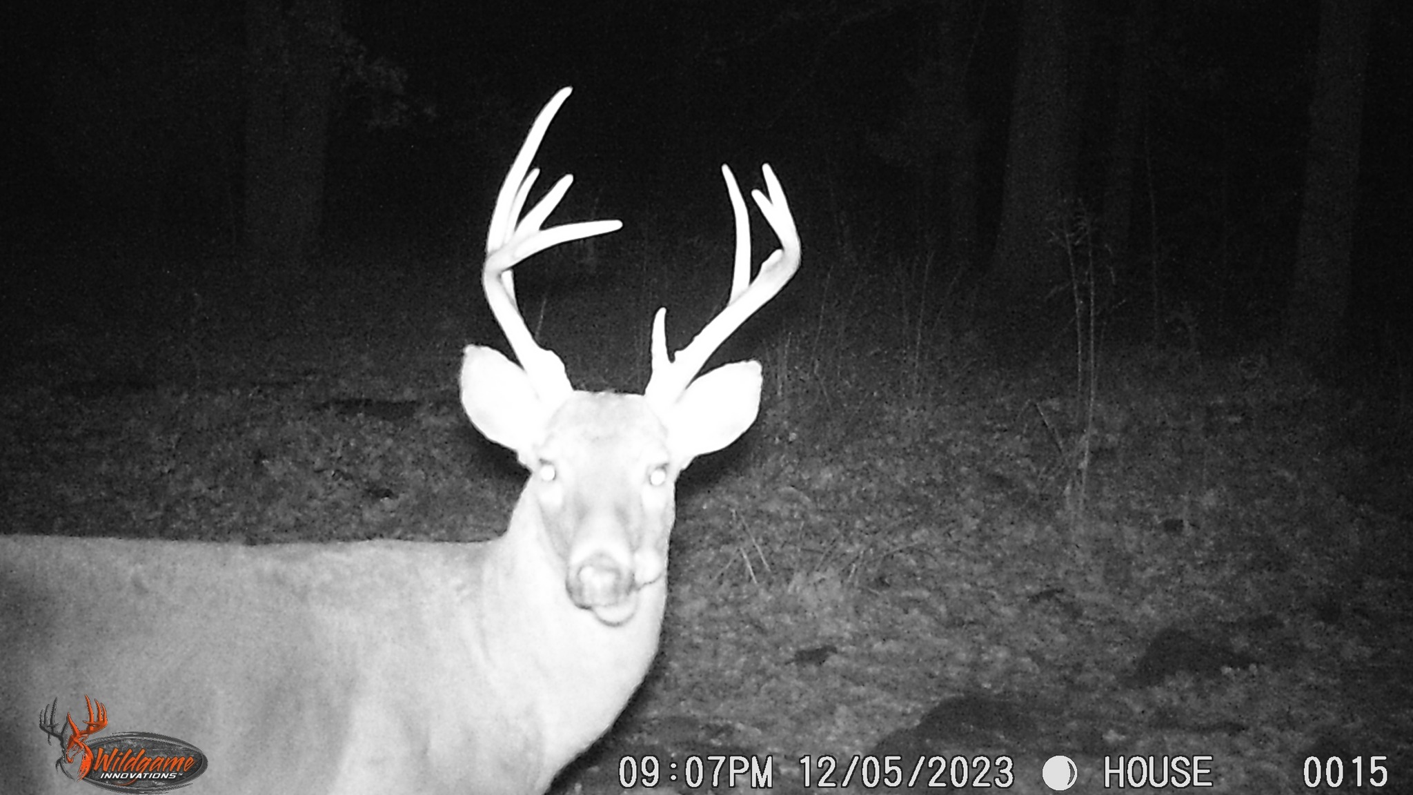 Grissom - This buck has a swollen jaw and looks like he has bed head ...