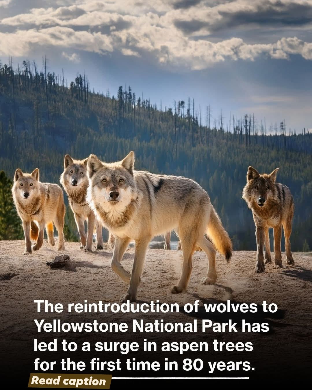 Fact Bank - The return of wolves to Yellowstone National... | Facebook