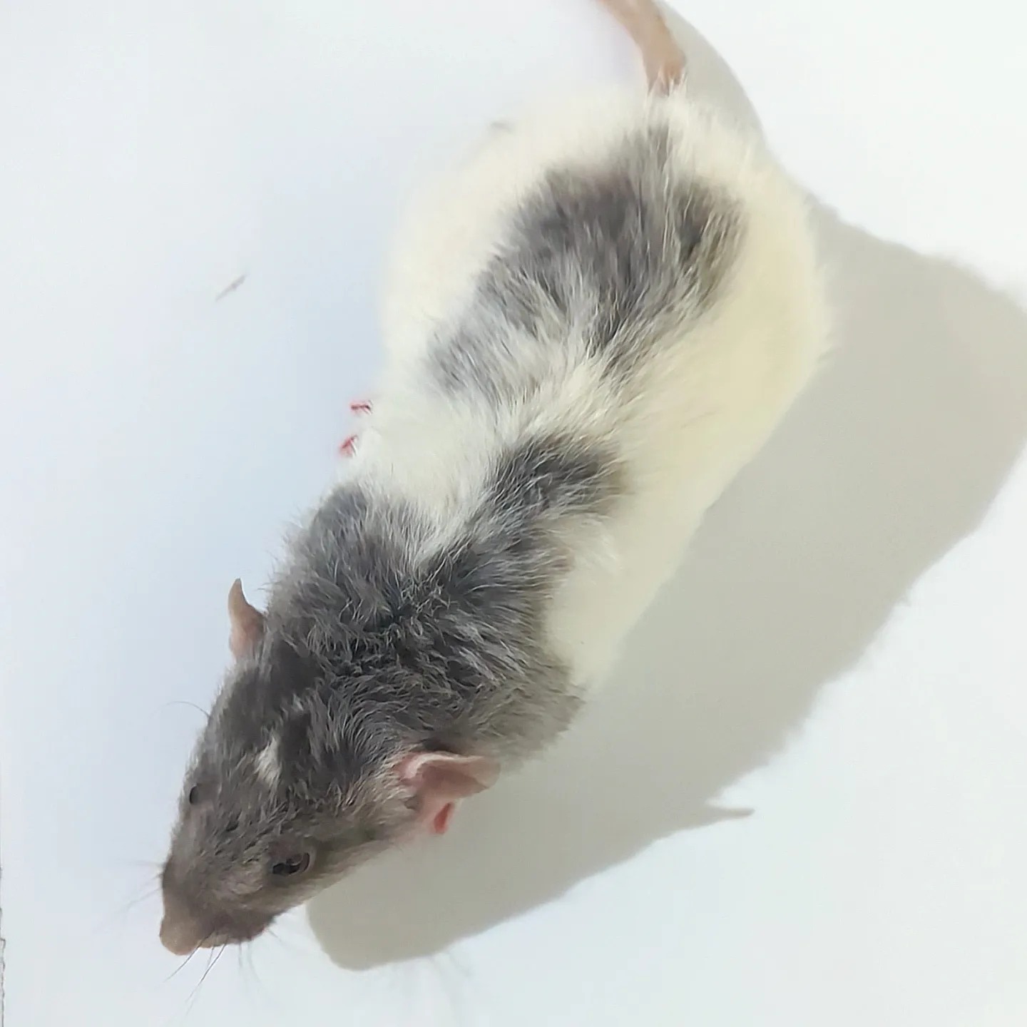 Buckingham Blue Rattery | Cleveland OH