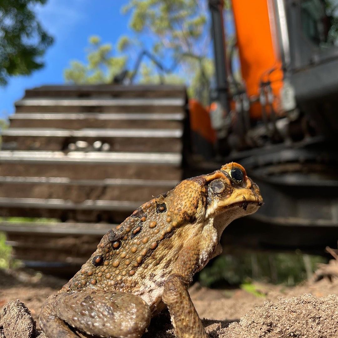 Mallett Mining - Australian cane toads , have you seen... | Facebook