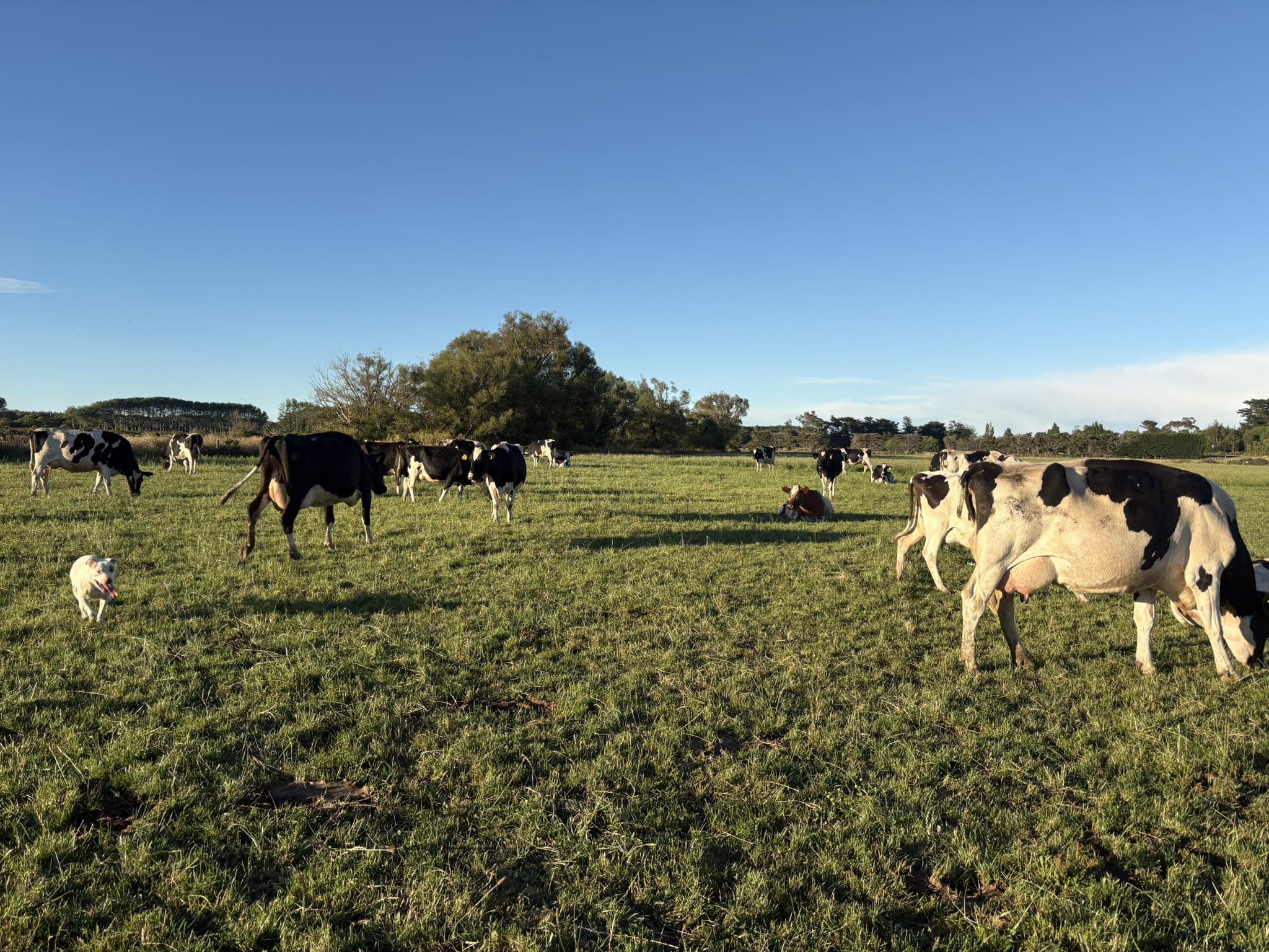 The Good Cow | Sefton