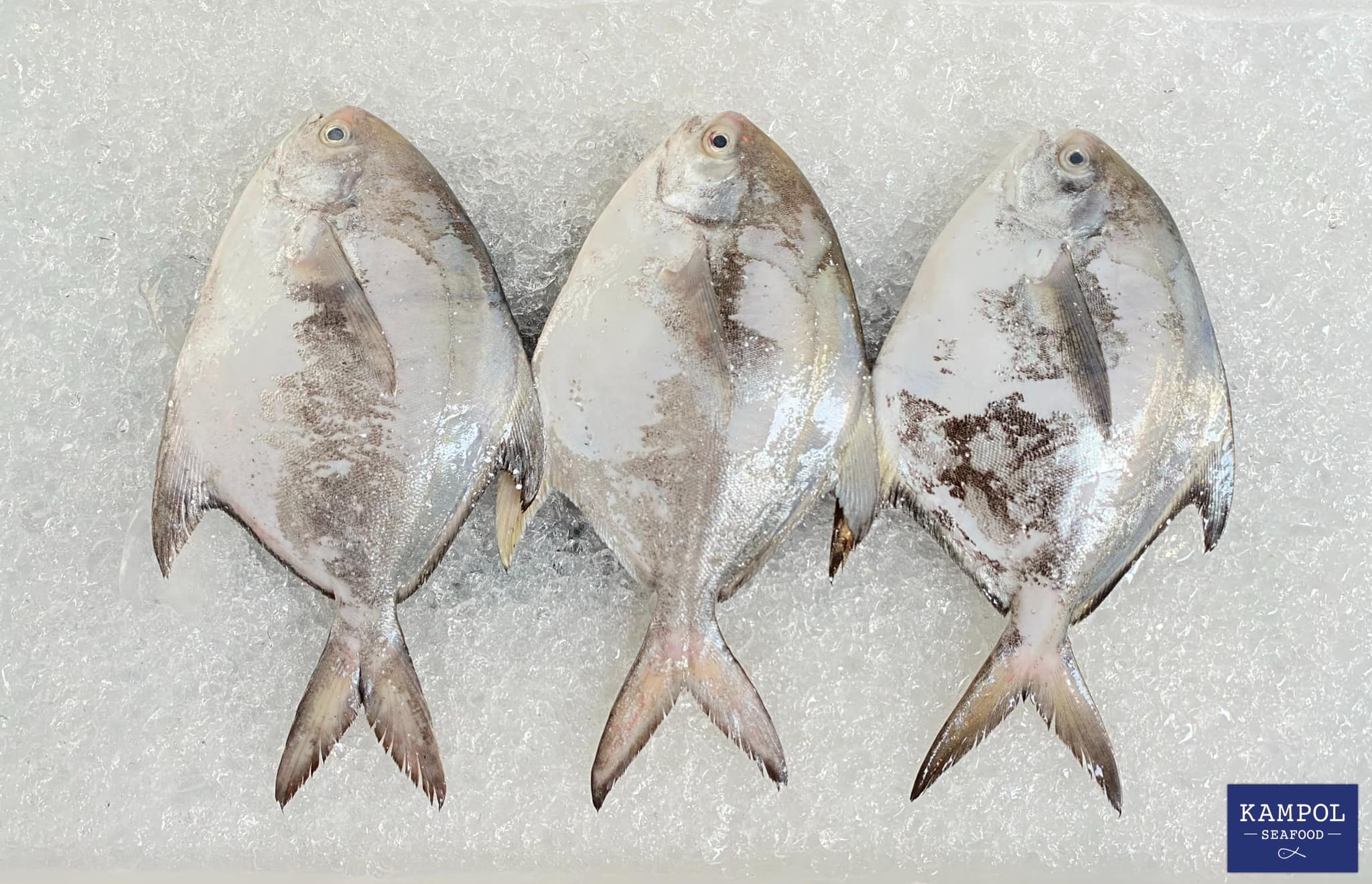 Kampol Seafood - 🐟 ปลาจาระเม็ดขาว เลือกจาระเม็ดขาว... | Facebook