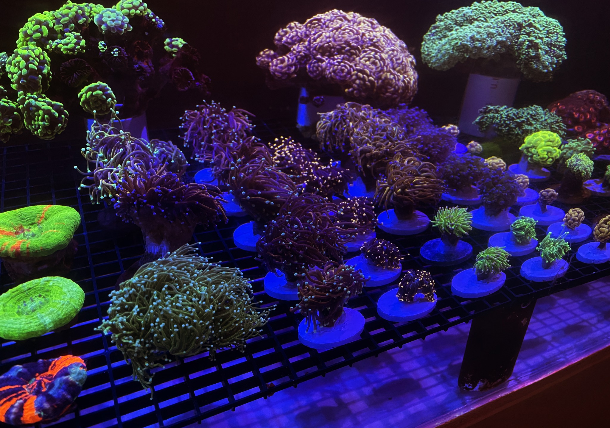 ModernAquati - ModernAquatix.com - Saltwater Aquarium Store