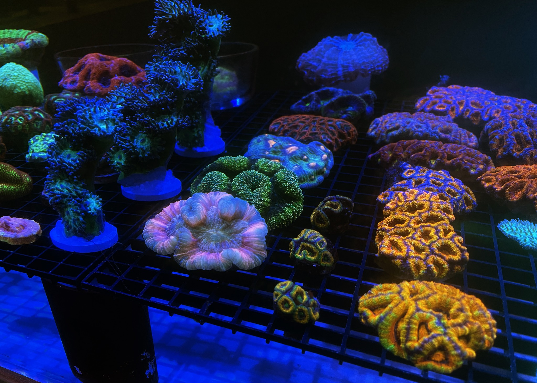 ModernAquati - ModernAquatix.com - Saltwater Aquarium Store