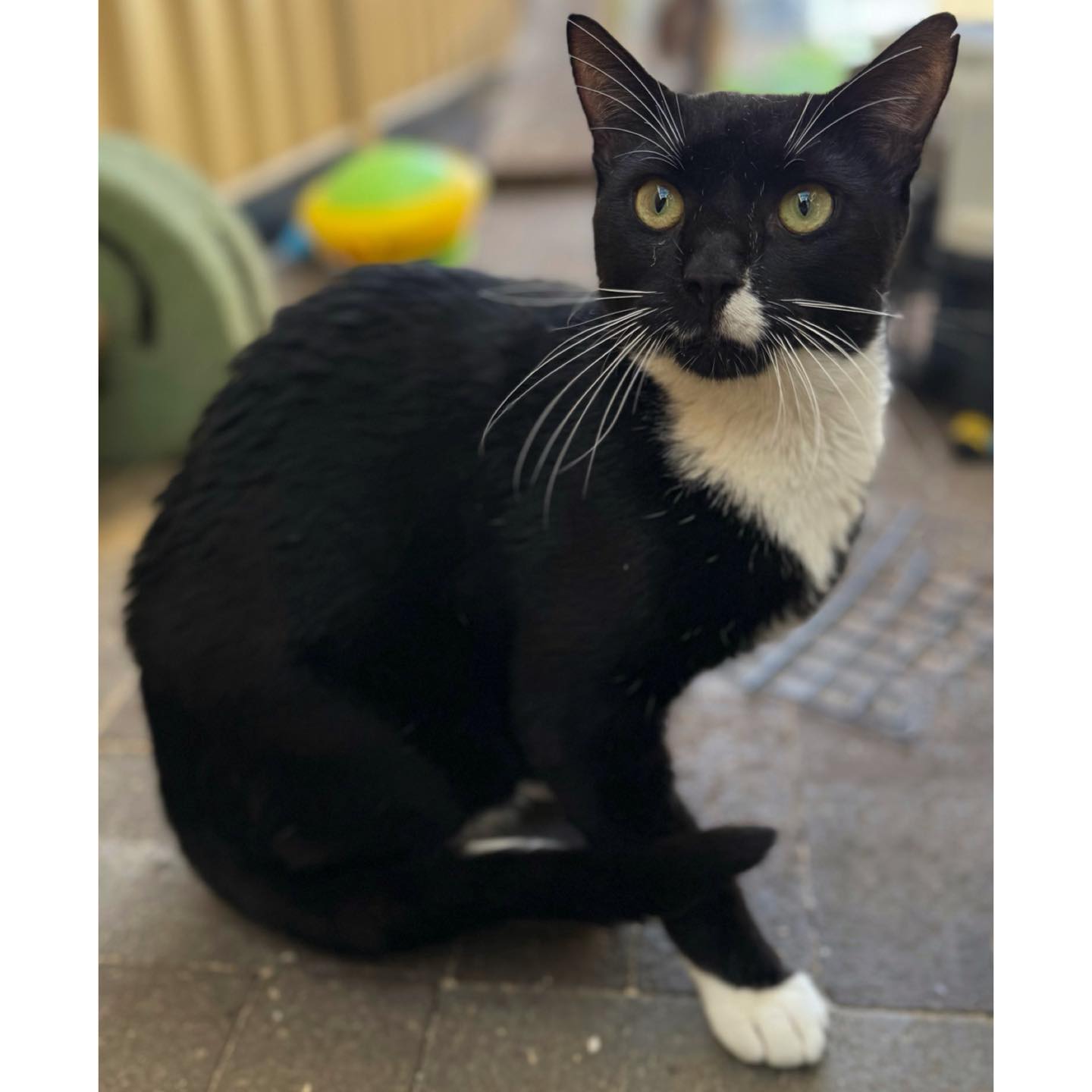 ️ ️ADOPTED ️ ️ ~*MEET ME IN-STORE... - Perth Rescue Angels | Facebook