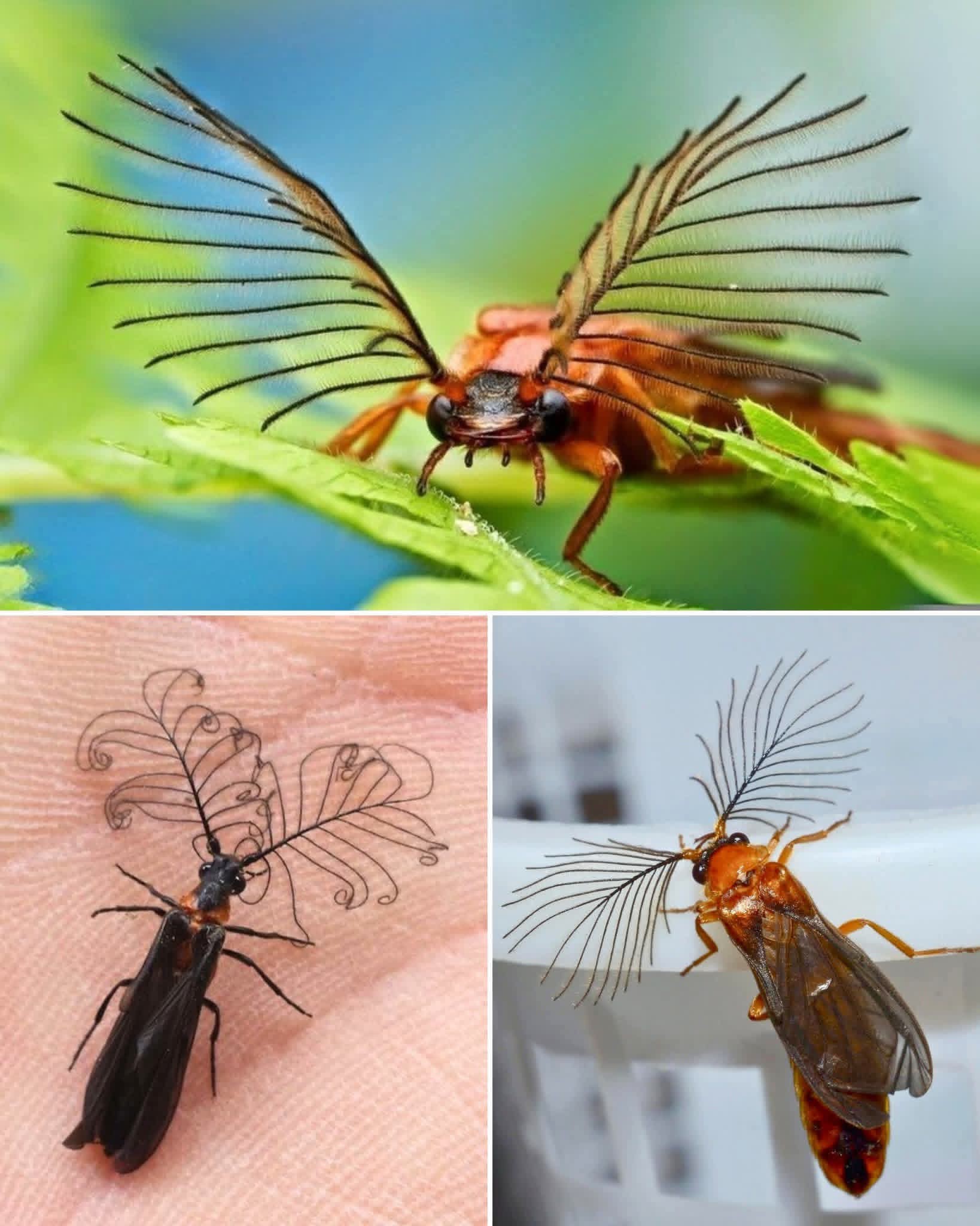 National Geographic | 🔥 This is the GLOWWORM BEETLE - The Bug With ...
