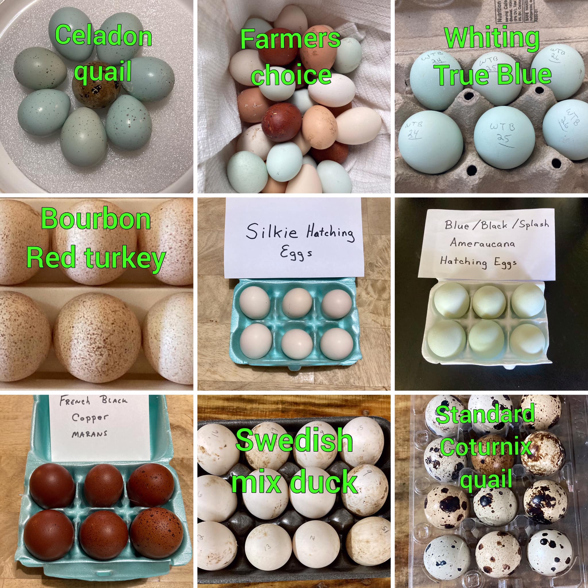 2 Dozen (24) Coturnix Quail Fertile Hatching Eggs - Assorted Beautiful Colors