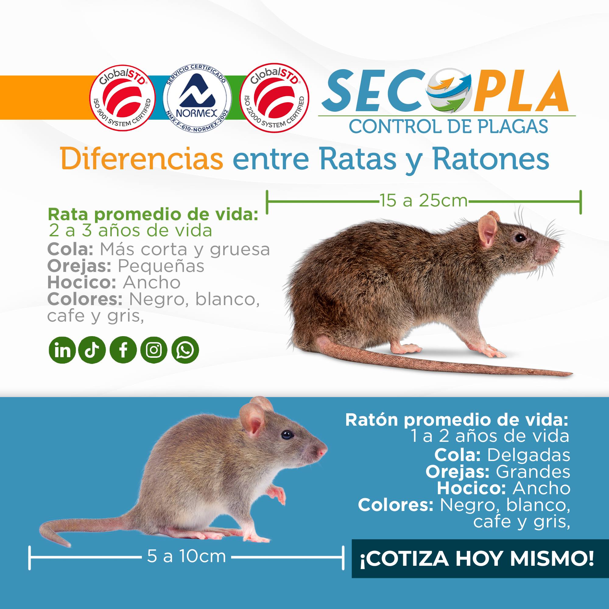 Secopla - Saber la diferencia entre ratas y ratones es...
