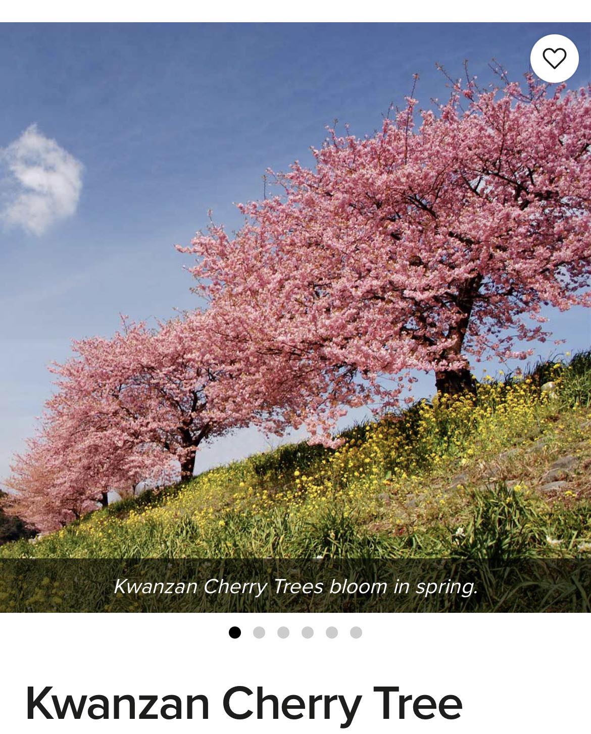 Where to find Iso Kwanza cherry tree in San Antonio, TX?