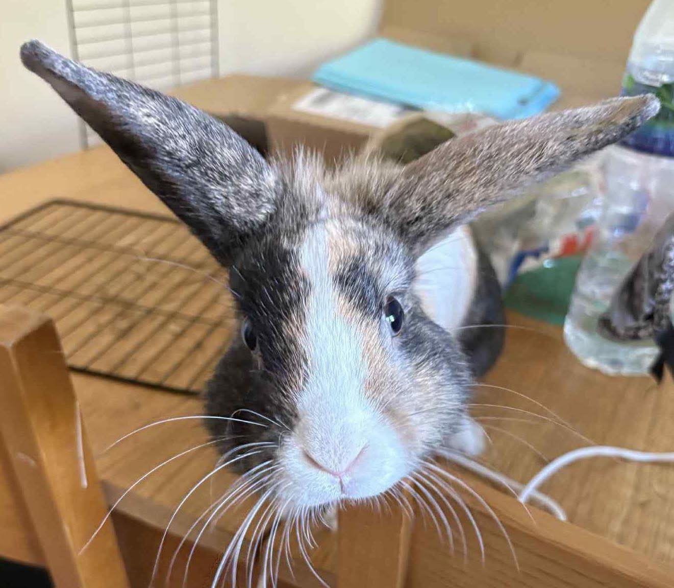After spending months and... - Shrewsbury Rabbit Rescue | Facebook
