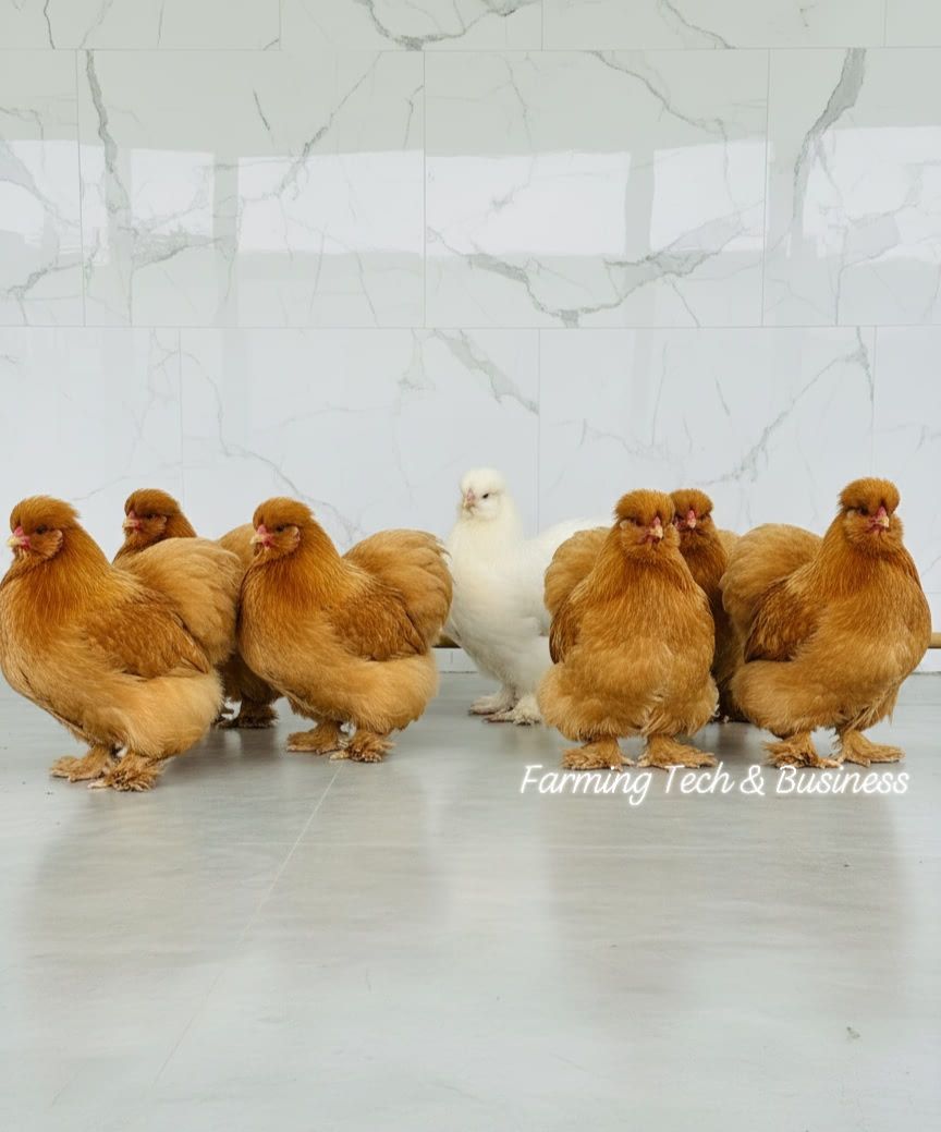 Farming - Name two chicken breeds you prefer to raise | Facebook