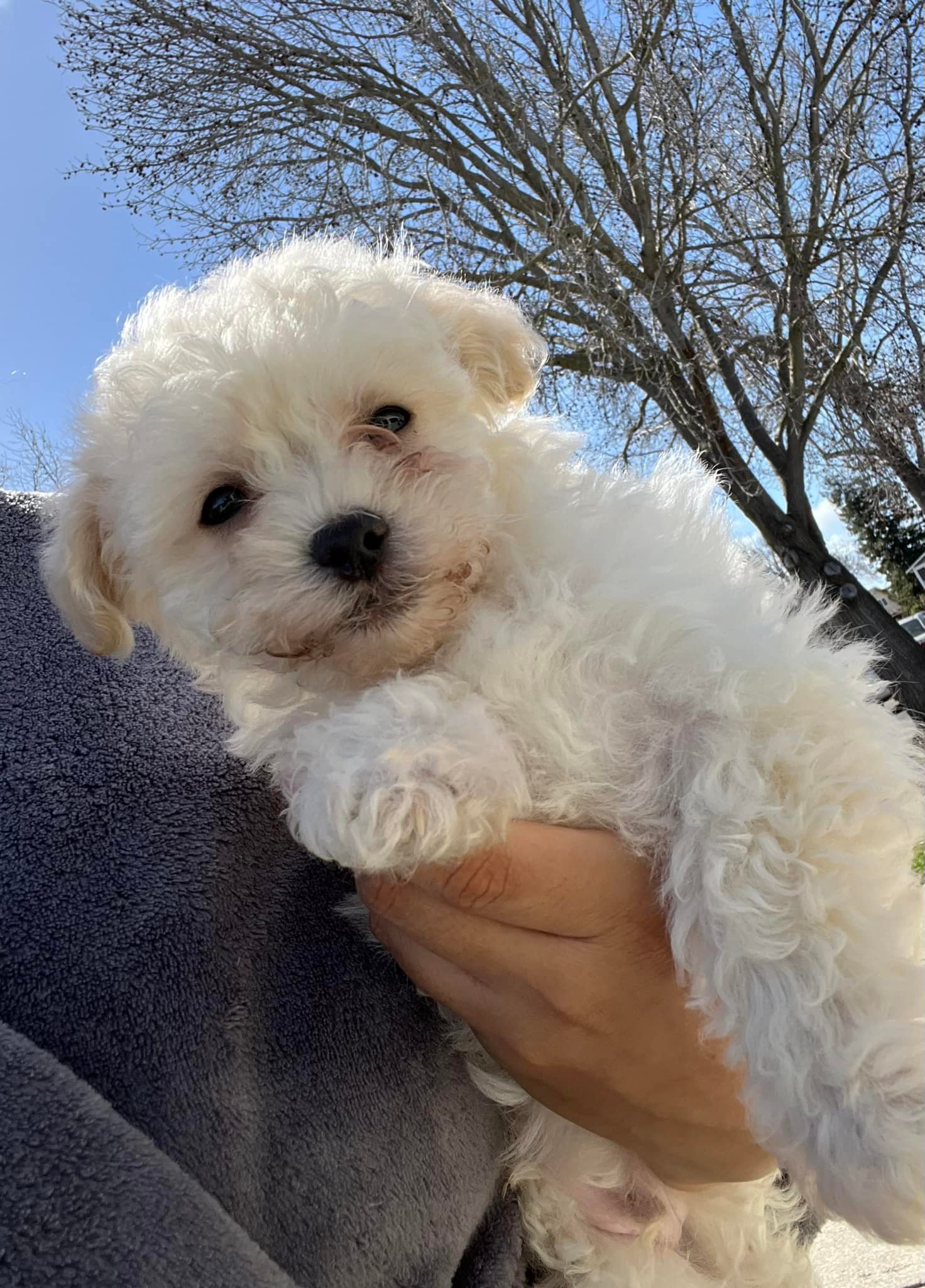 Puppies for Adoption SF Bay Area East Bay | Fremont CA