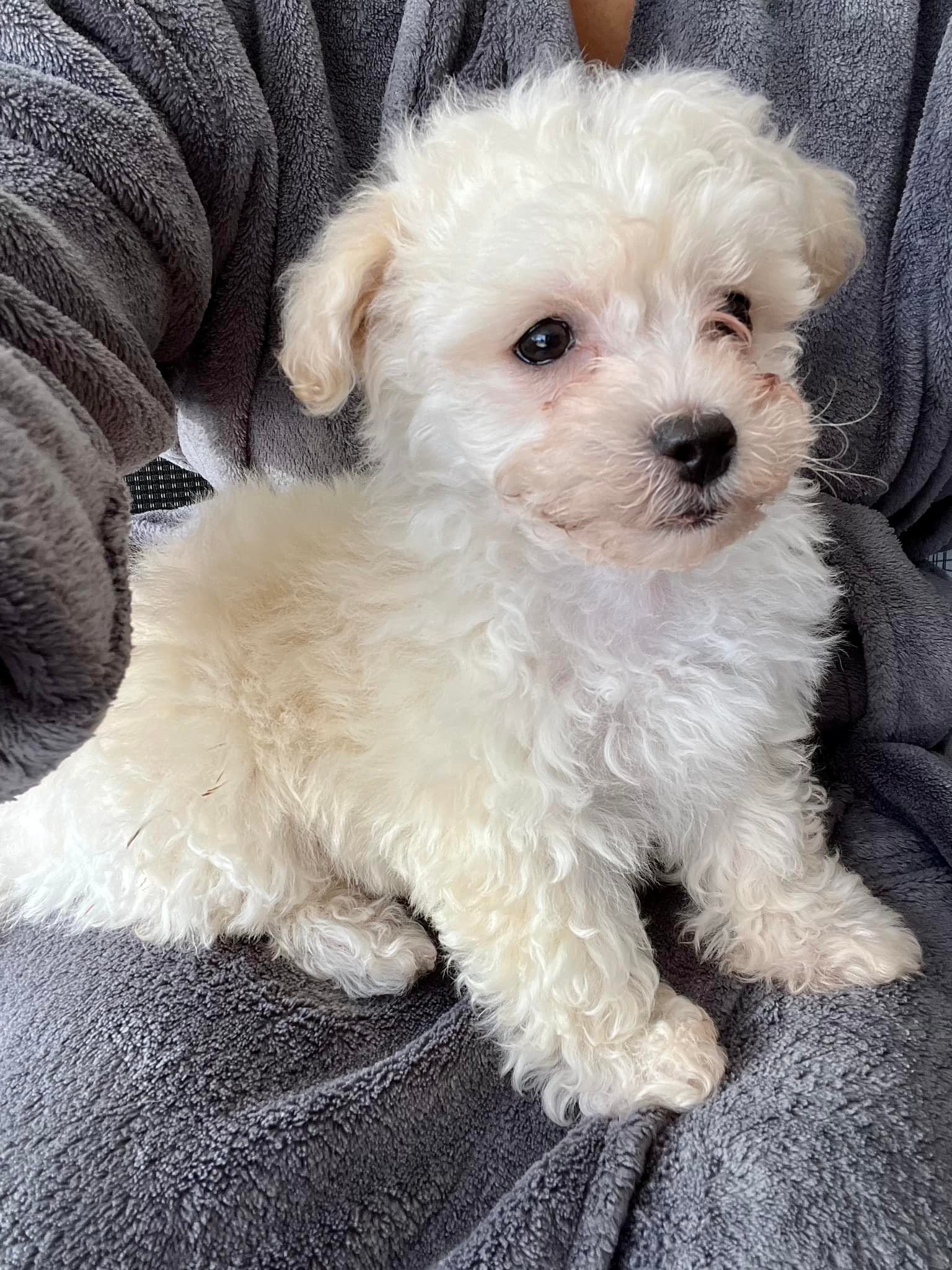 Puppies for Adoption SF Bay Area East Bay | Fremont CA