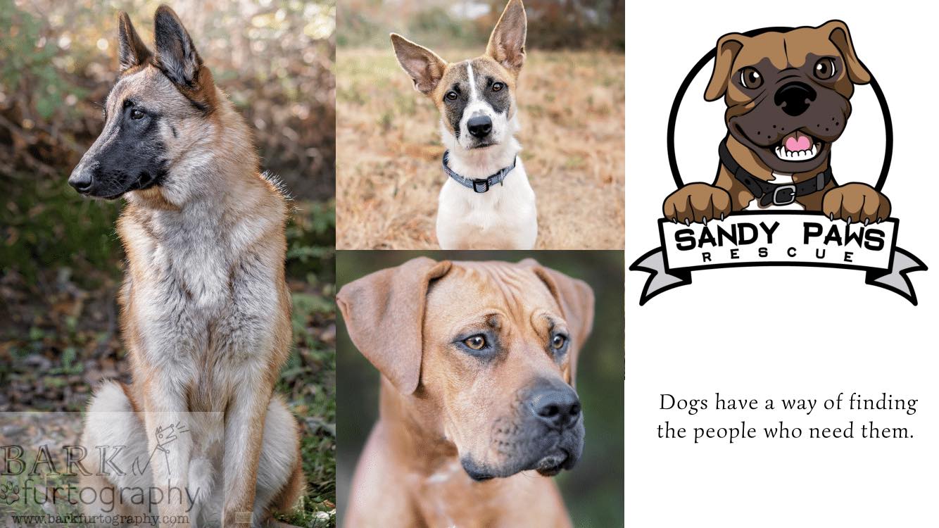 Sandy Paws Rescue Inc. - Home