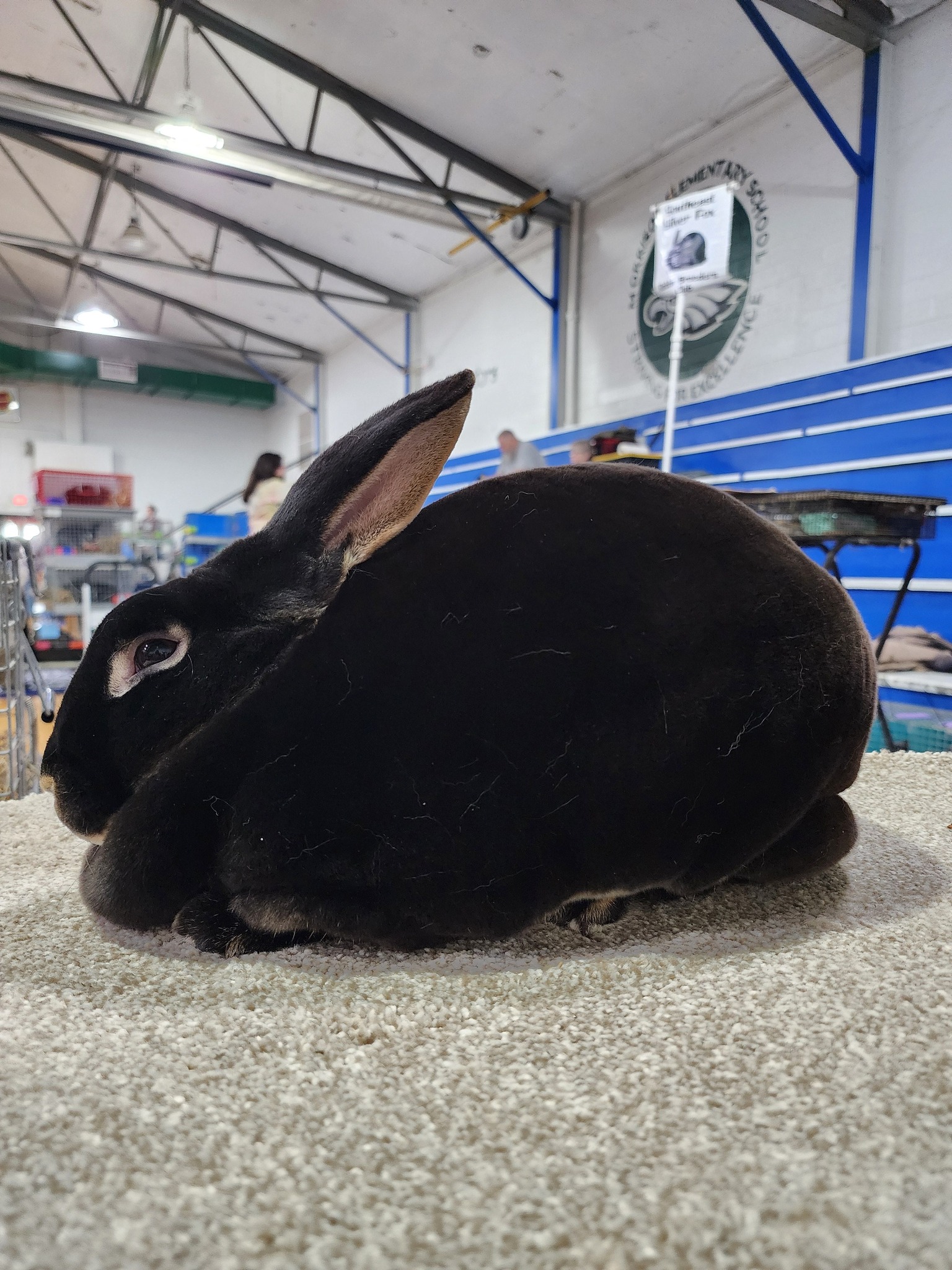 Mini Rex Classifieds | Facebook