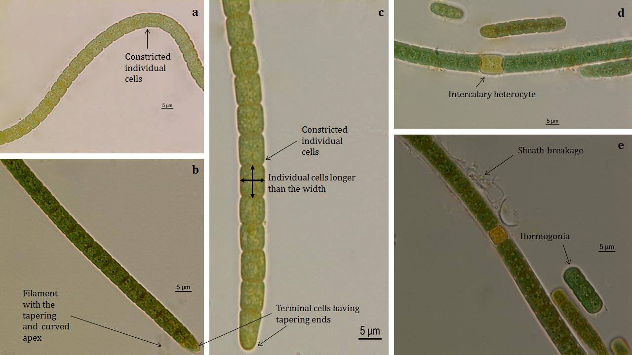 Scytonema singhii (http://www.algaebase.org/search/species/detail ...