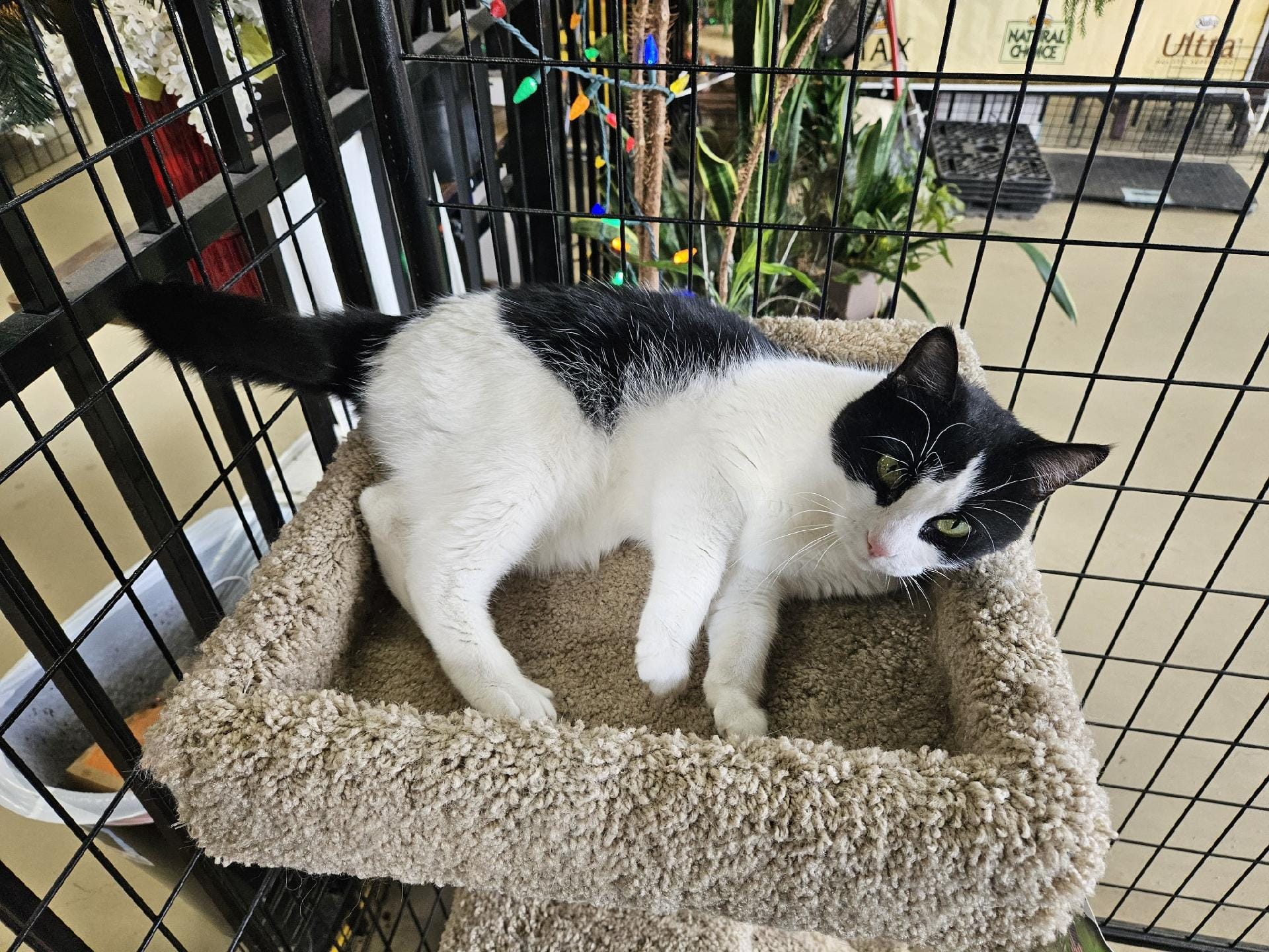 Our little girl is back,... - Just 4 K9s & Kitty 2, Inc. | Facebook
