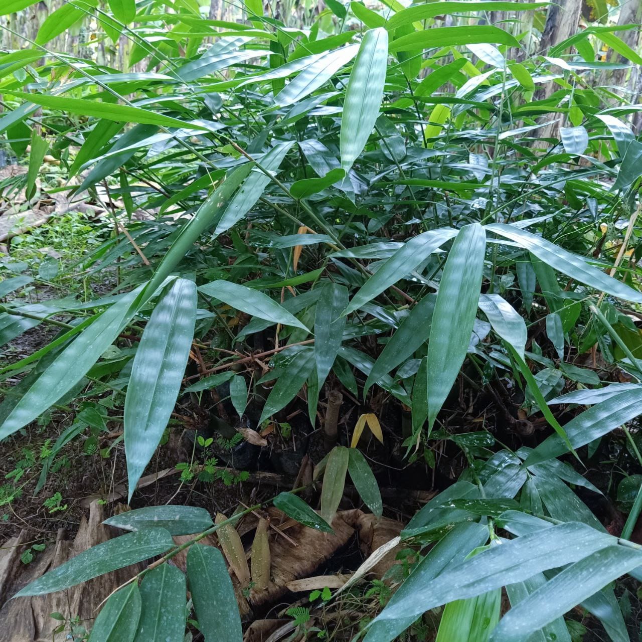 DRV Agricultural Products Trading | Tagum City