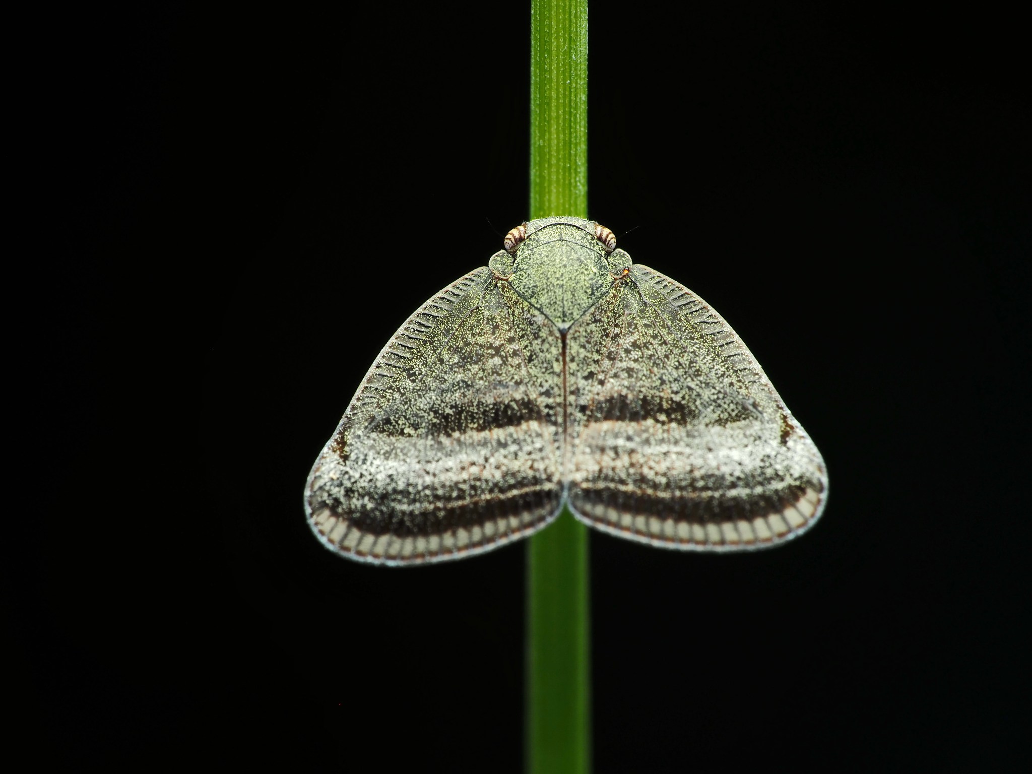Taiwan insects and spiders