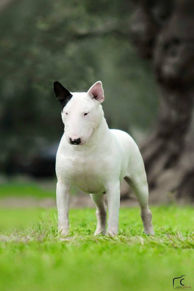 English Bull Terrier Akc Durango Mexico Cara De Mula Posts Facebook
