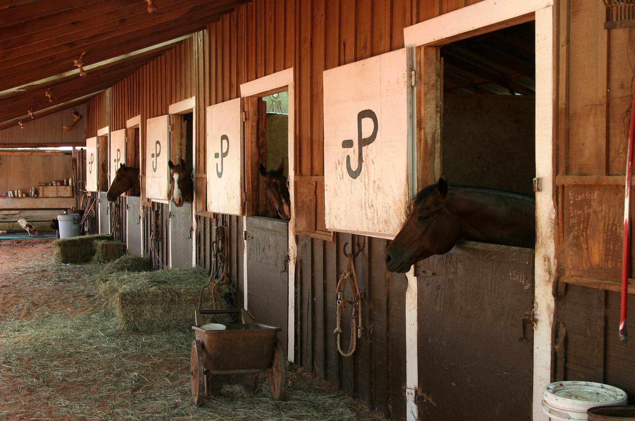 Cow-Reining-Ranch Horses | Fancy prospect for the cow horse and or rope ...