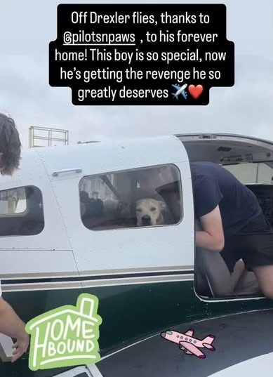 Pilots N Paws - Volunteer Pilot Randy flew Harper and Bart from Georgia ...