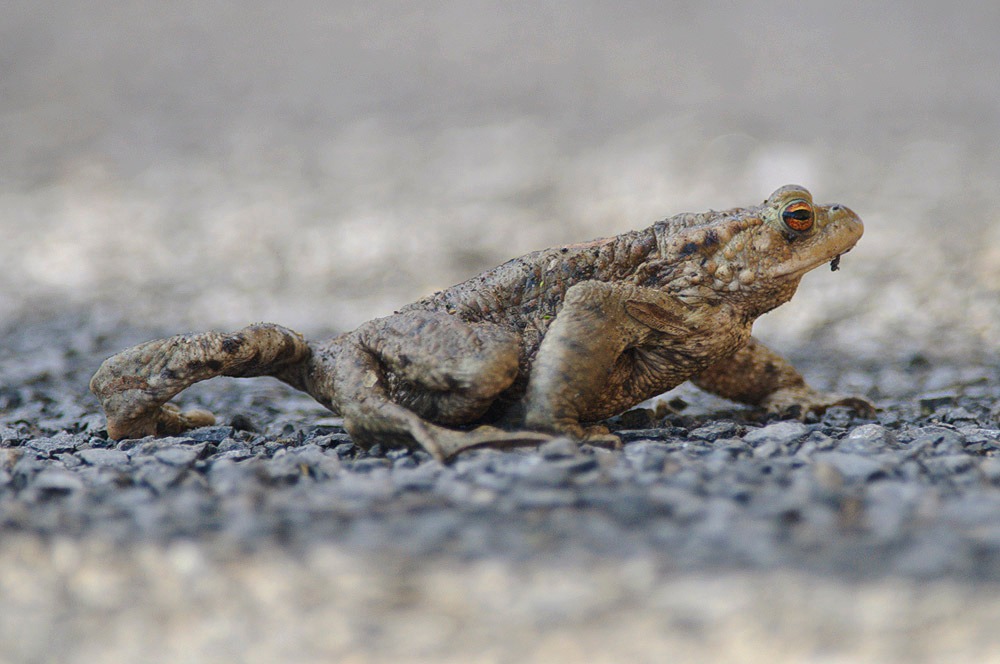 Montgomeryshire - ‼️Watch out - toads crossing! 🐸🐸 When you’re out and ...