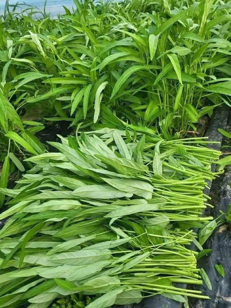 Hội Người Việt Nam Tại Bucheon ( 부천시 ) Korea | Rau muống 3kg 15k + 5k ...