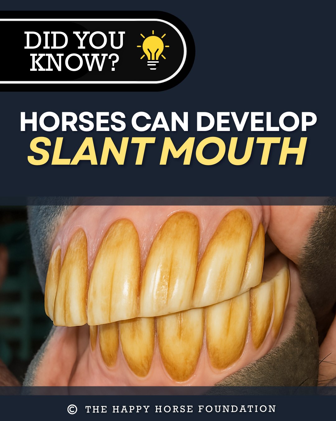 The Happy - Did you know? Horses can develop slant mouth! Slant mouth ...