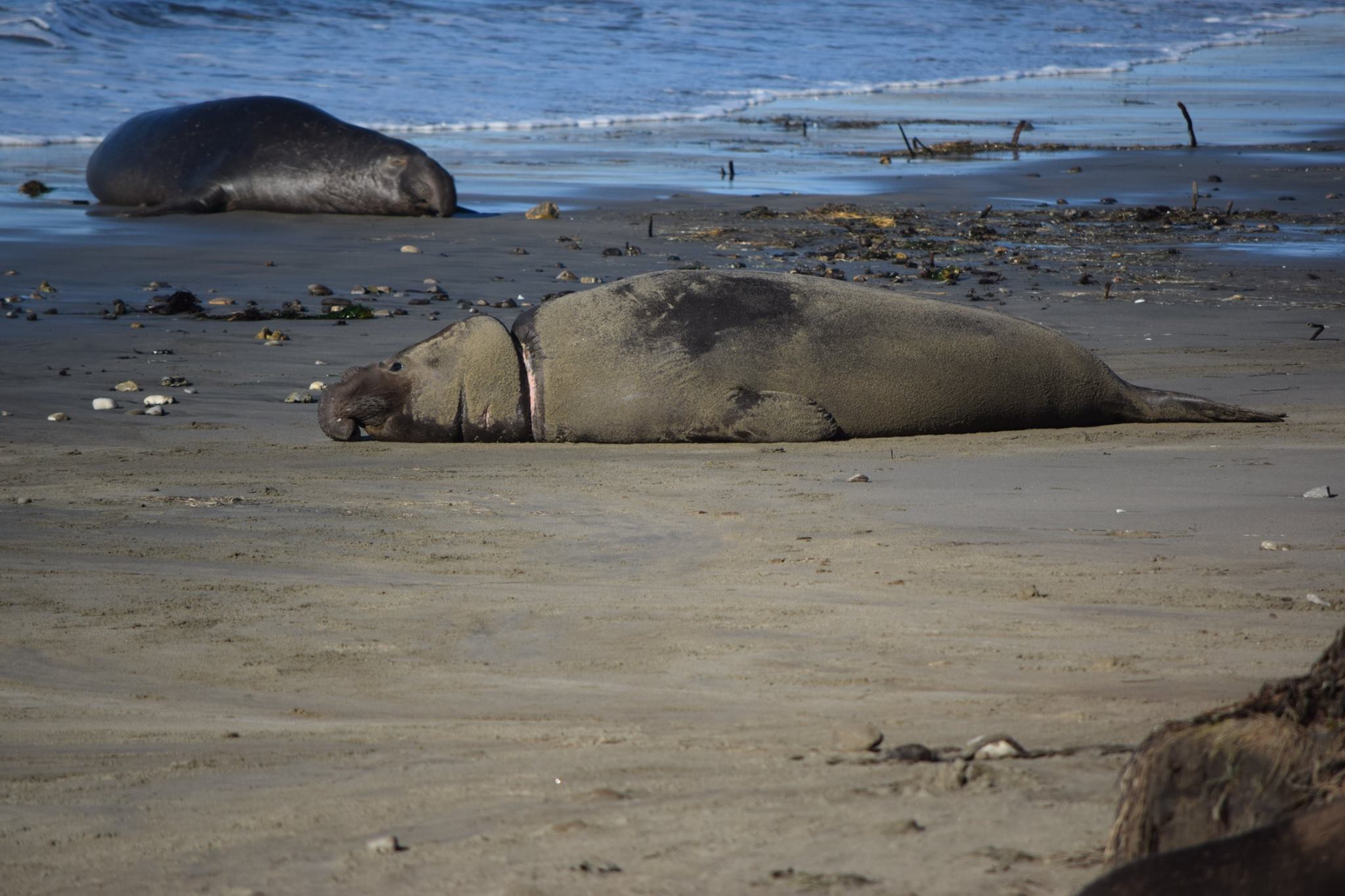 Año Nuevo State Park - Bobblehead in January 2015. He's pretty hard to ...